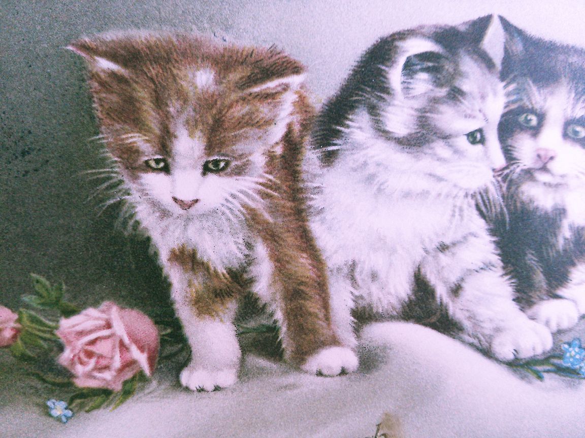 猫(10) C63◆アンティークポストカード フランス ドイツ ベルギー イタリア イギリス ネコ ねこ 子猫 ビンテージ絵葉書_画像4
