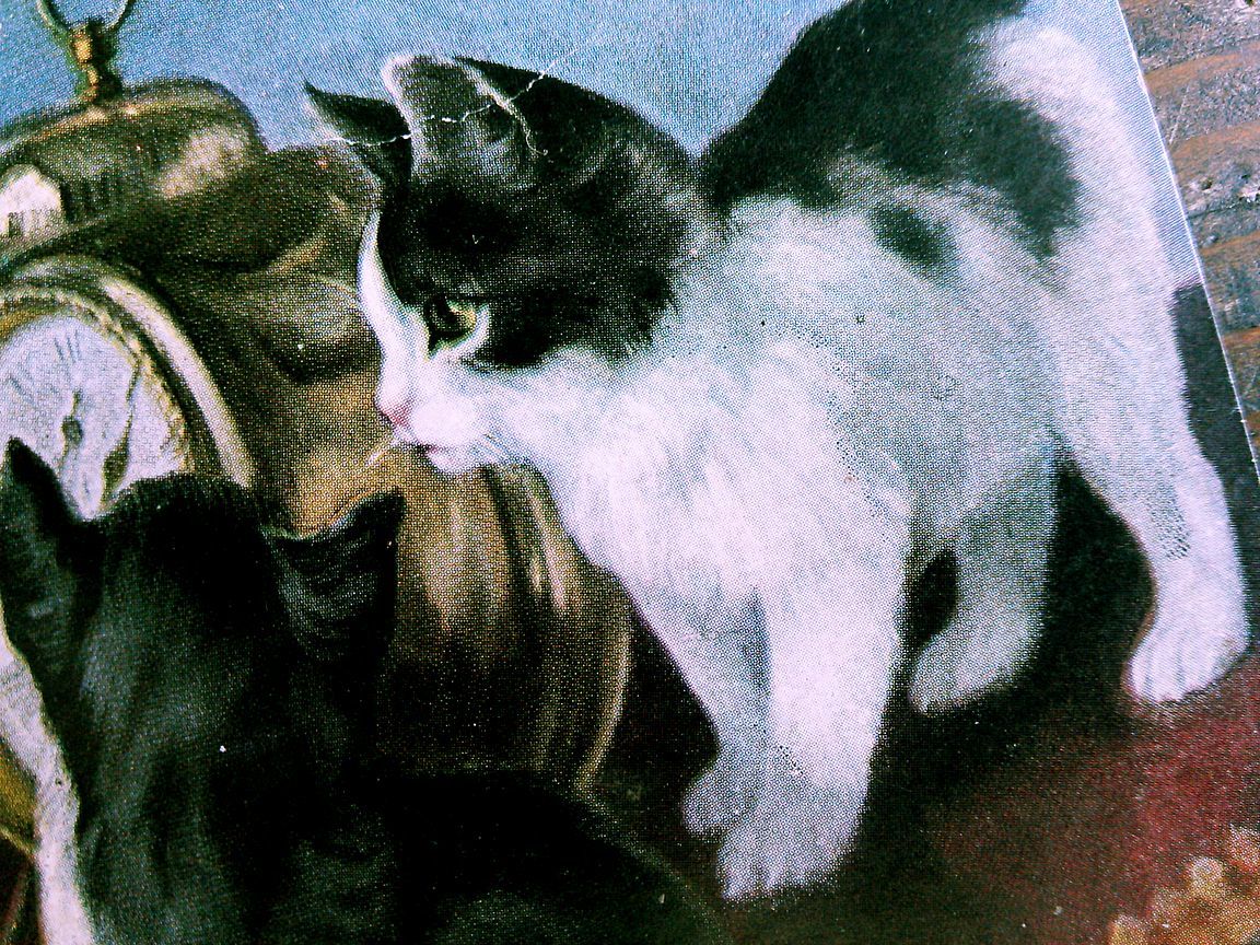 猫(21) C63◆アンティークポストカード フランス ドイツ ベルギー イタリア イギリス ネコ ねこ 子猫 ビンテージ絵葉書の画像3