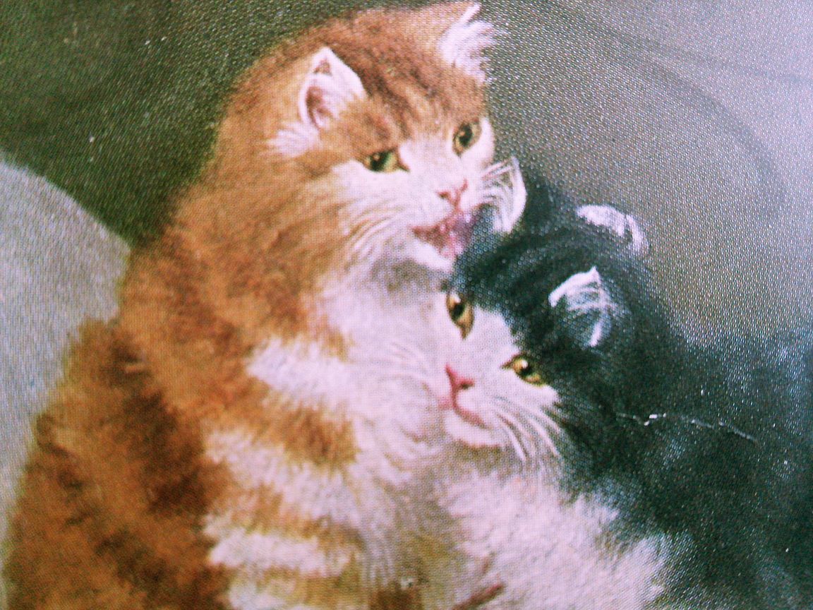 猫(55) C63◆アンティークポストカード フランス ドイツ ベルギー イタリア イギリス ネコ ねこ 子猫 ビンテージ絵葉書_画像3