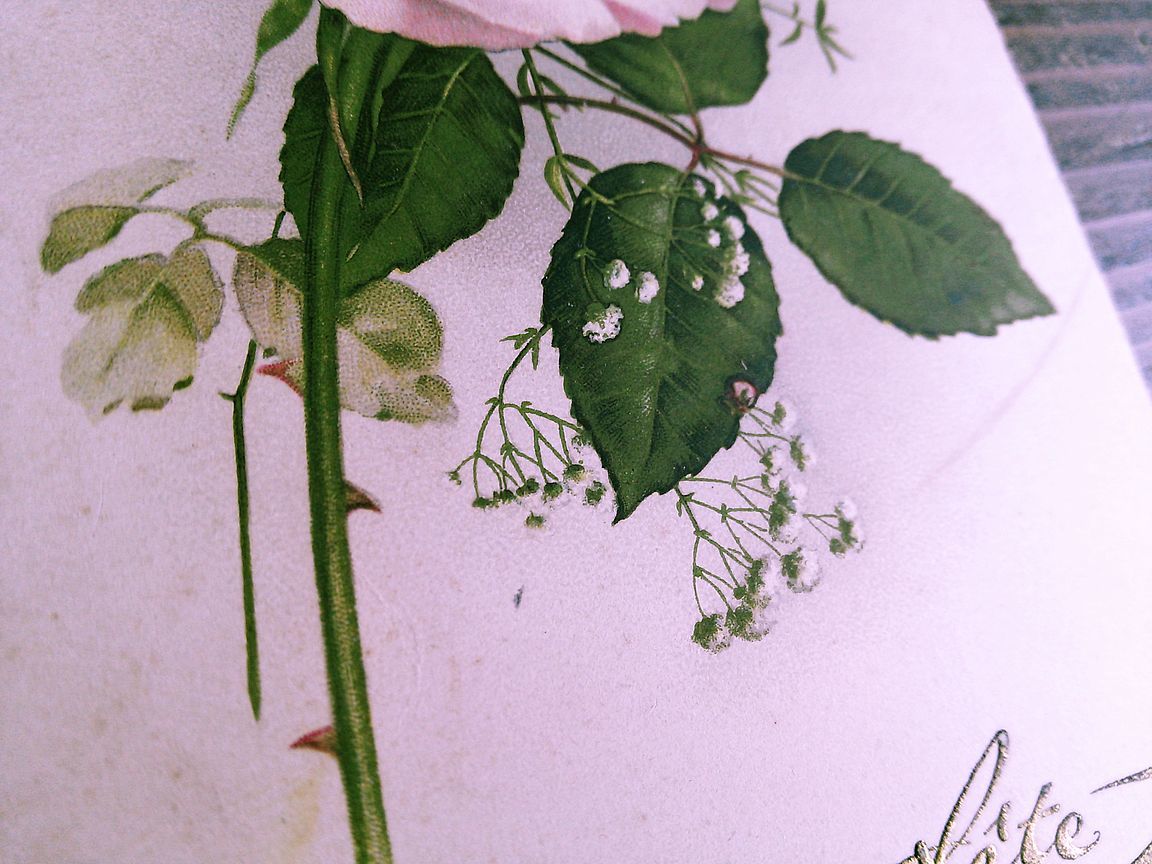 花(8)D23◆薔薇 バラ アンティークポストカード フランス ドイツ イタリア イギリス ビンテージ _画像4