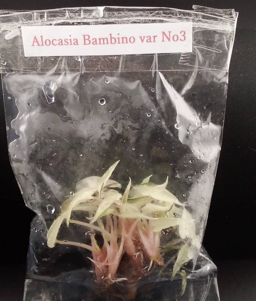 日本初上陸かな！アロカシア　Alocasia bambino Aurea var No1・Alocasia bambino var No3 モンステラ　苗_画像9