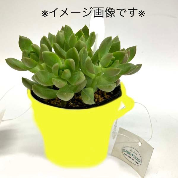 e)ミニバケツ イエロー 黄色 30点セット まとめて インテリア 雑貨 小物・観葉植物入れにも使えます ※訳有/アウトレット品_画像8