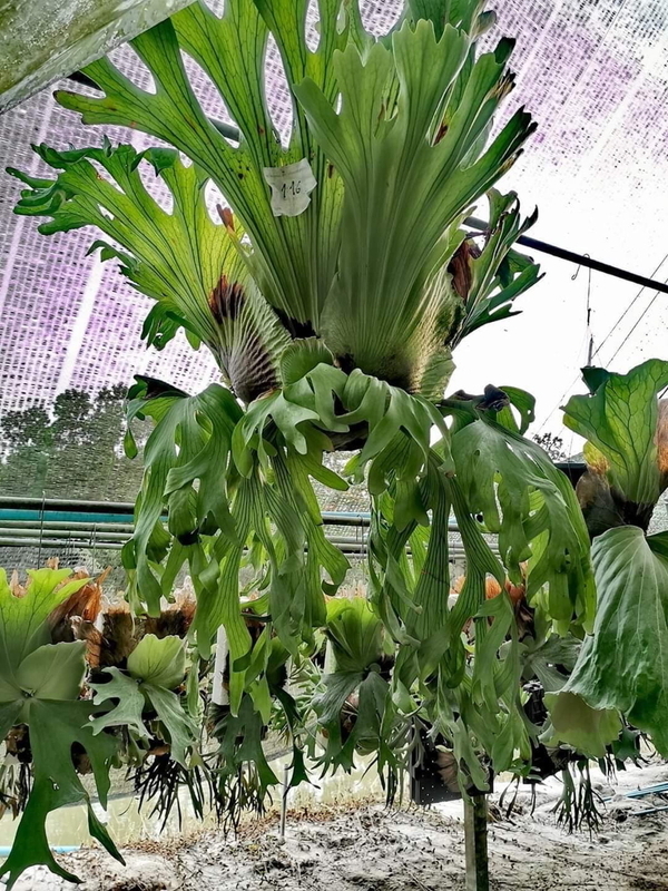 P surinarium suporeling(P coronarium × P wandae) @bikamori P surinarium suporeling(P coronarium × P wandae) @bikamori