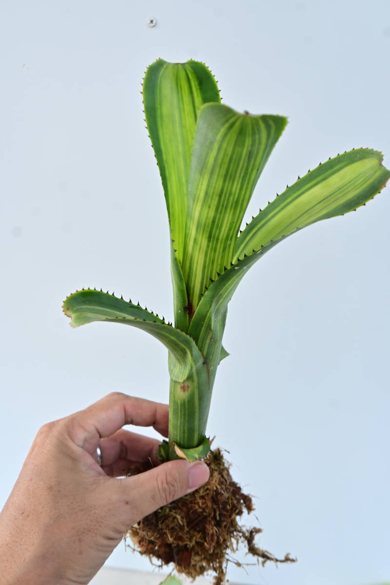 Aechmea nudicaulis var. aureorosea 他 計4株セット　@bikamori.com エクメア・ヌディカウリス