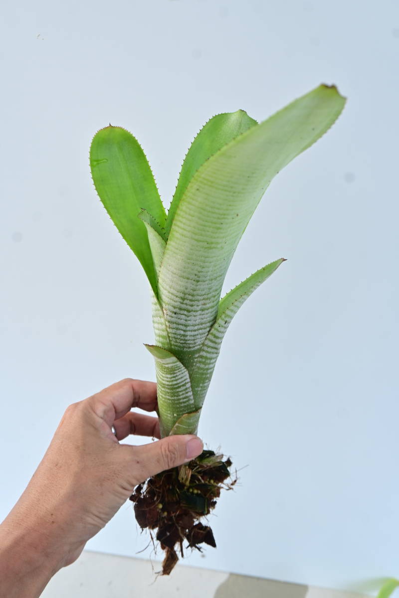 Aechmea nudicaulis var. aureorosea 他 計4株セット　@bikamori.com エクメア・ヌディカウリス