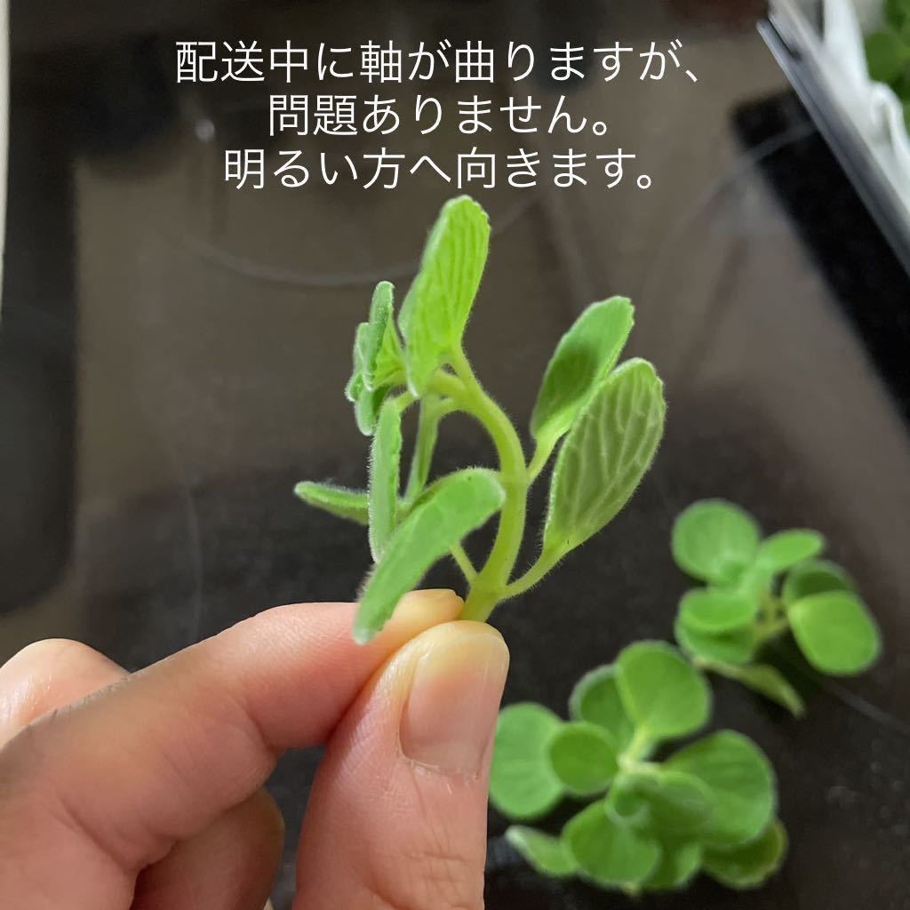 【2本】送料73円　アロマティカス　カット苗　ミントの香り　多肉植物 大人気_画像2