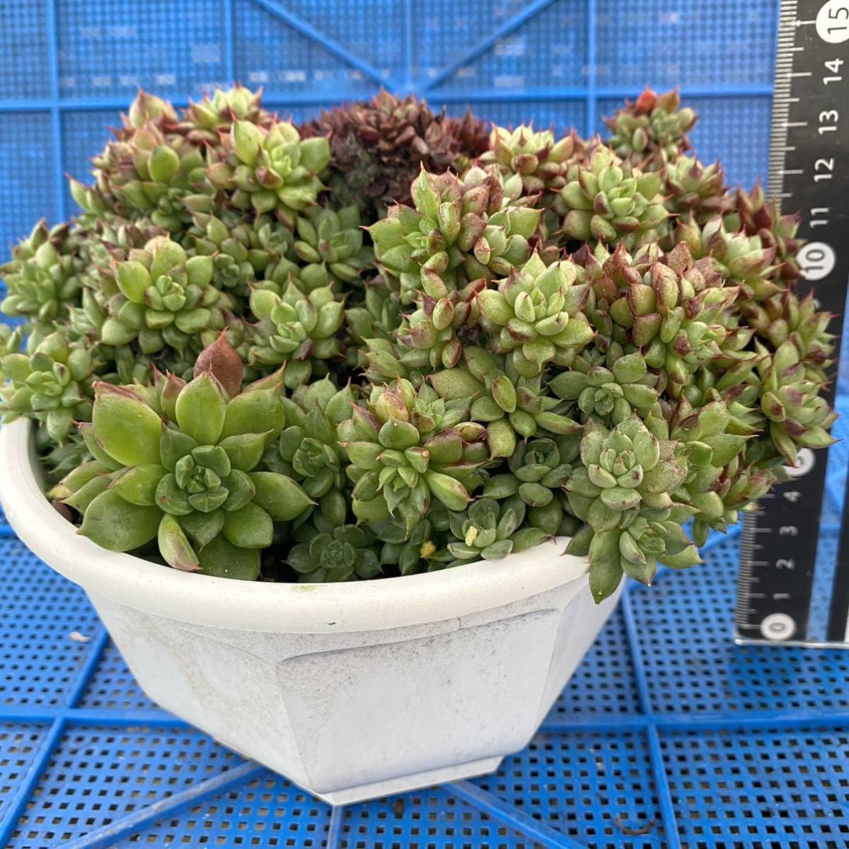 47 レインスター【親株】【15㎝鉢】エケベリア 多肉植物【鉢ごと発送】観葉植物 【古株】【群生株】【火曜終了分のみ同梱可】_画像4