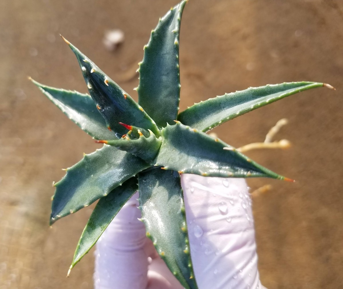 子株 Agave utahensis var. eborispina アガベ ユタエンシス エボリスピナ 検索 チタノタ アメリカーナパリー トランカータ_画像4