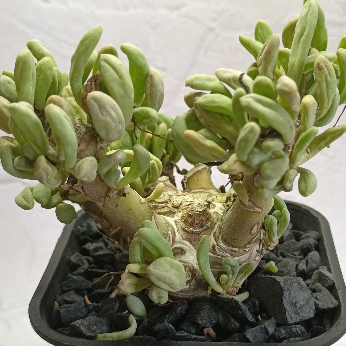 【飛竜園】F-307 多肉植物 オトンナ クラビフォリア Othonna clavifolia 塊根植物 実生4年株 極太株 _画像1