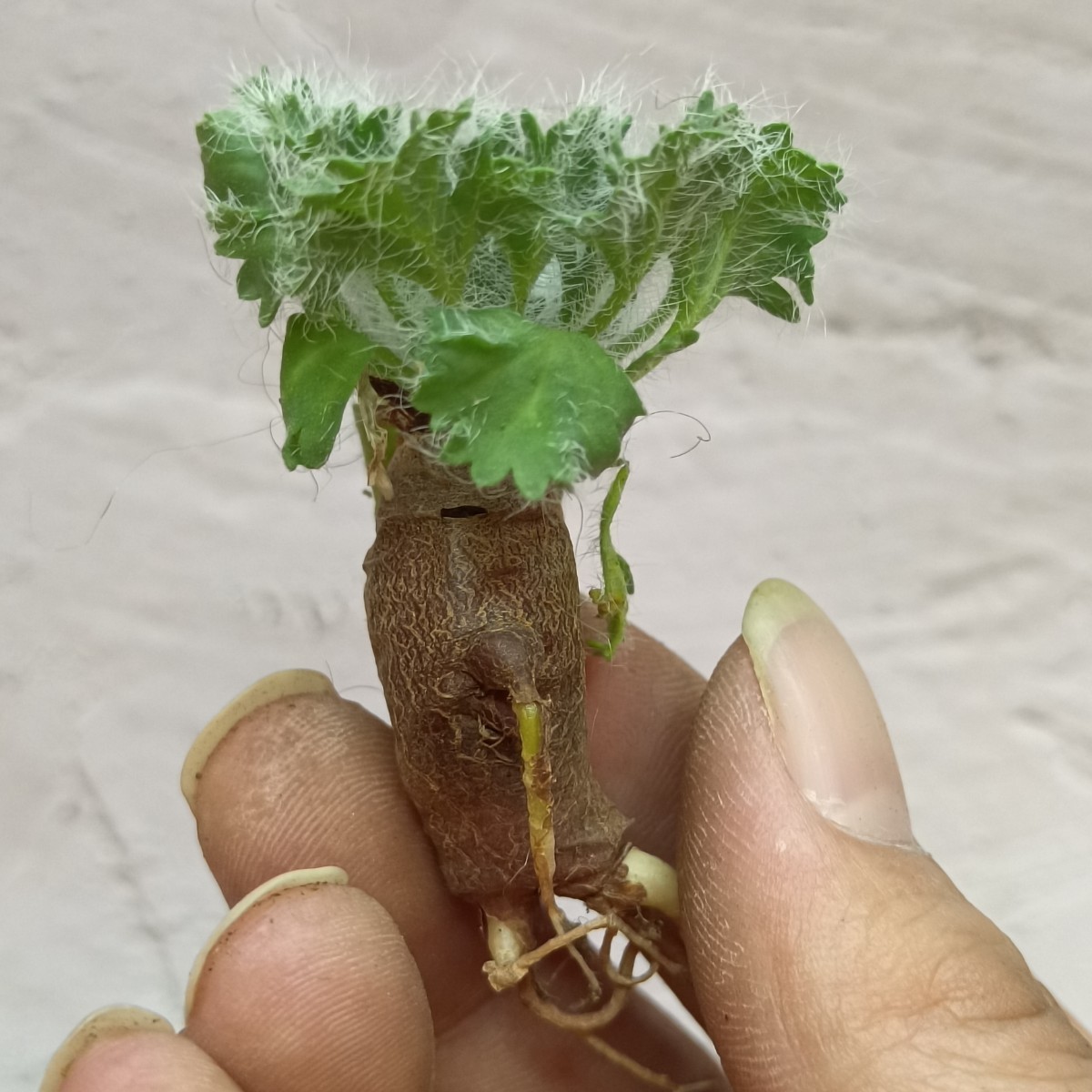 【飛竜園】F-351 冬型品種 希少種 ペラルゴニウム カロリ ヘンリキ pelargonium carolihenrici 特選 実生 極太美株_画像5