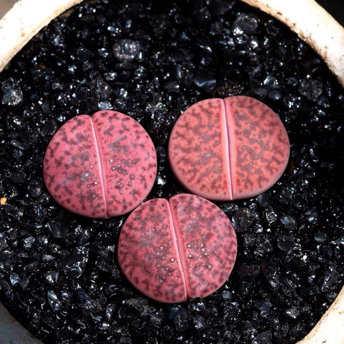 多肉植物 リトープス Embers  紫石榴玉 抜き苗 1.5cm 3苗セット