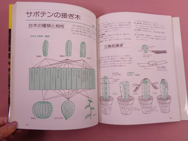 [ illustration cactus making ] Tokyo kaktas Club / compilation . writing . new light company 