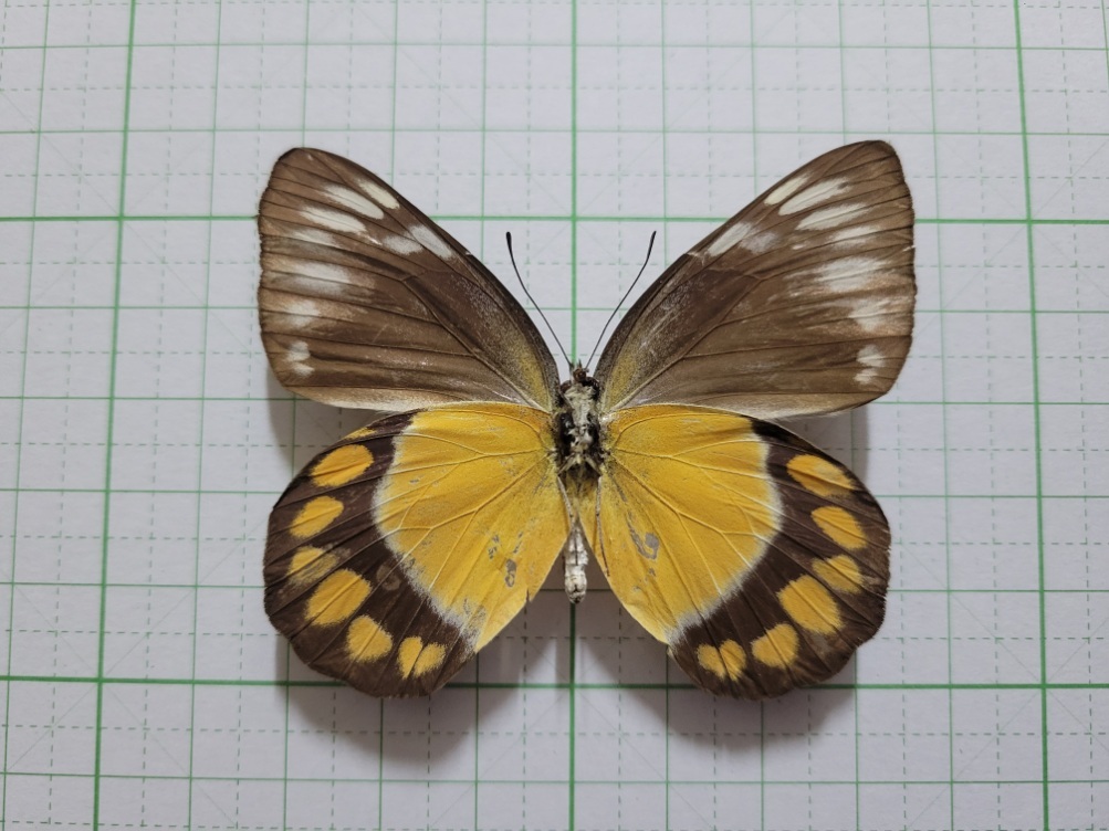 蝶標本。クエニーカザリシロチョウ。南スラウェシ産の画像1