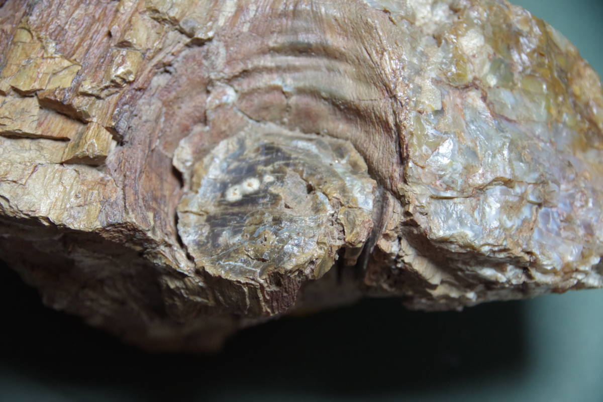 珪化木　瑪瑙化木化石　4.5ｋｇ　忍耐・継続と平常心のパワーストーン　ペトリファイドウッド　アゲート_画像6