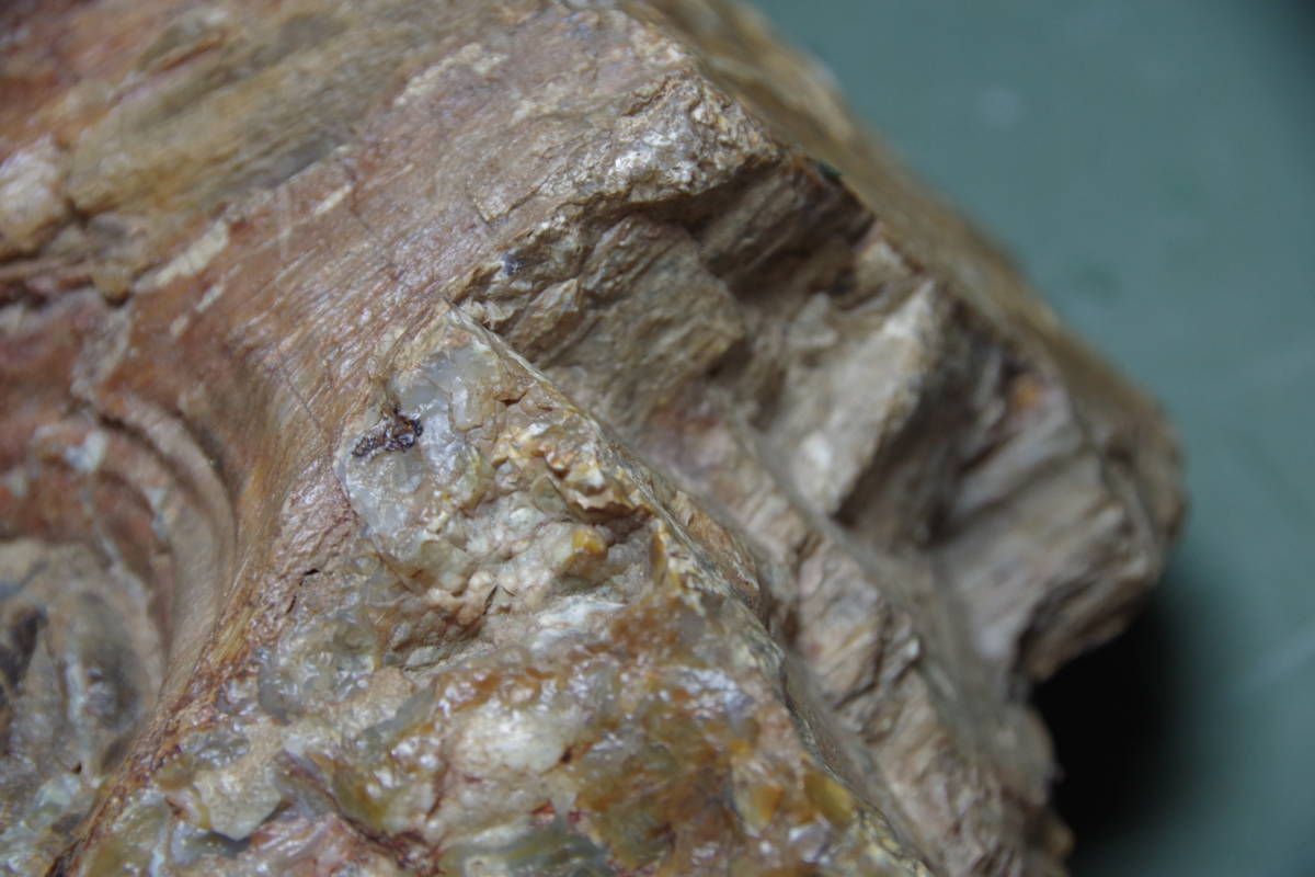 珪化木　瑪瑙化木化石　4.5ｋｇ　忍耐・継続と平常心のパワーストーン　ペトリファイドウッド　アゲート_画像8