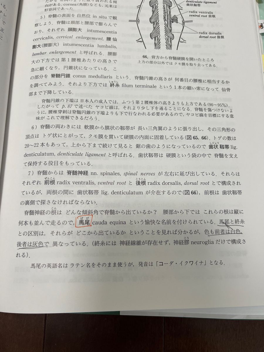 解剖実習の手びき　解剖　解剖学　医学部　教科書　筋肉