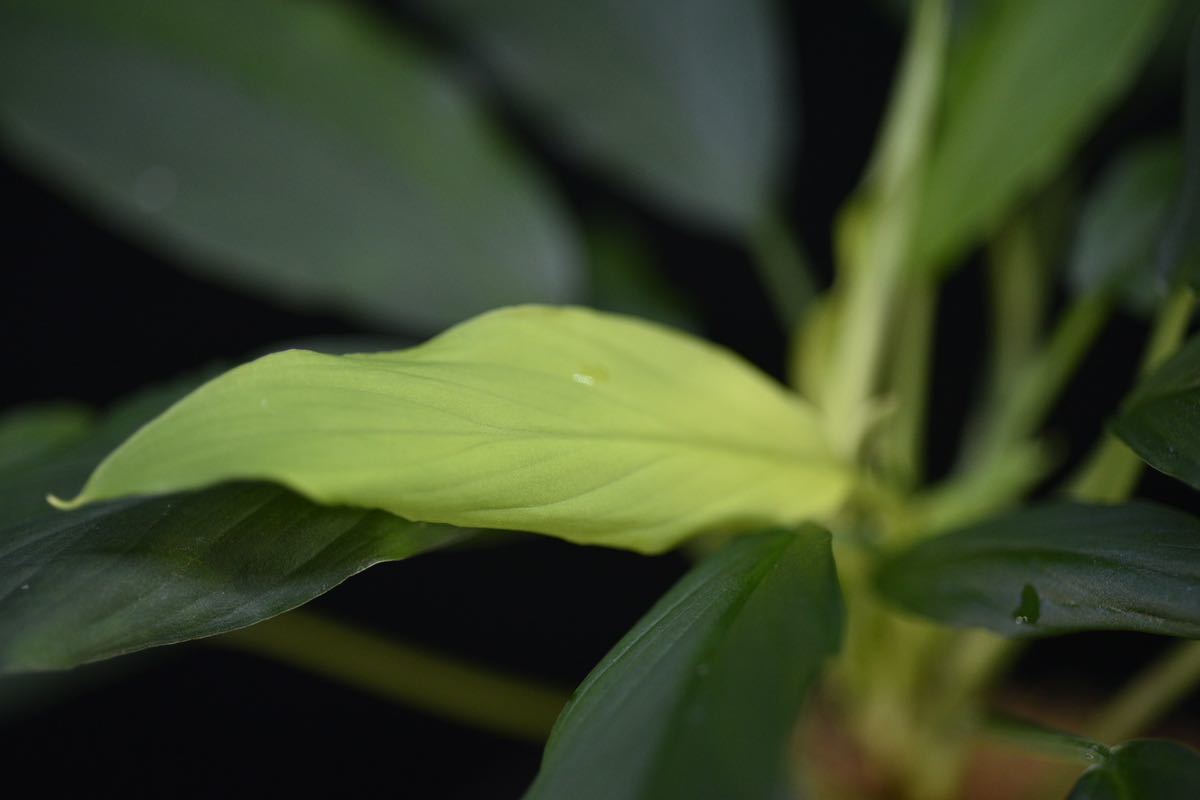 1. Homalomena sp. Bengkulu Sumatra T-140523 Di belakang gunung ワイルド採集株　ホマロメナ_画像8