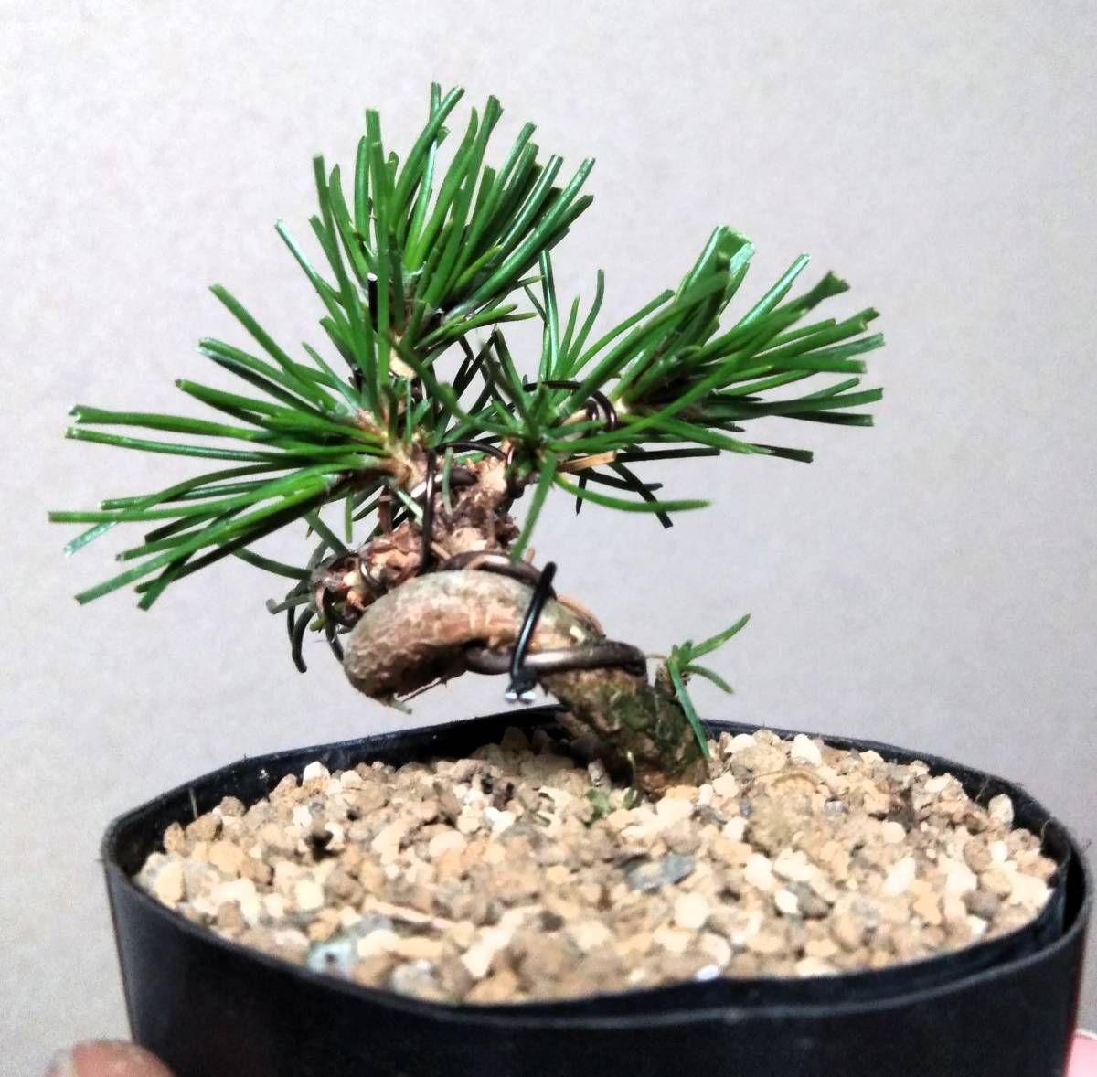  Japanese black pin mini bonsai height of tree 6cm super Mini legume ultimate small . rotation feeling. is good one .!!
