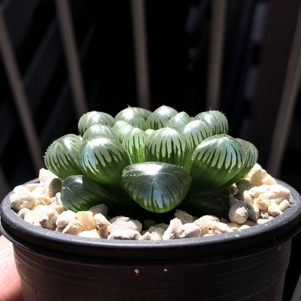 Yahoo!オークション - ハオルチア 「玉露」 多肉植物 Yahoo!オークション - ハオルチア 「玉露」 多肉植物