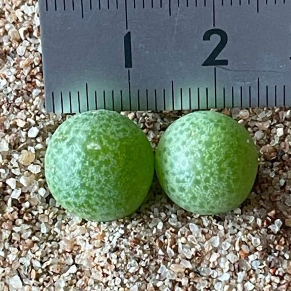 多肉植物 コノフィツム Conophytum vanheerdei RR1261 Kangnas 2苗セット_画像2