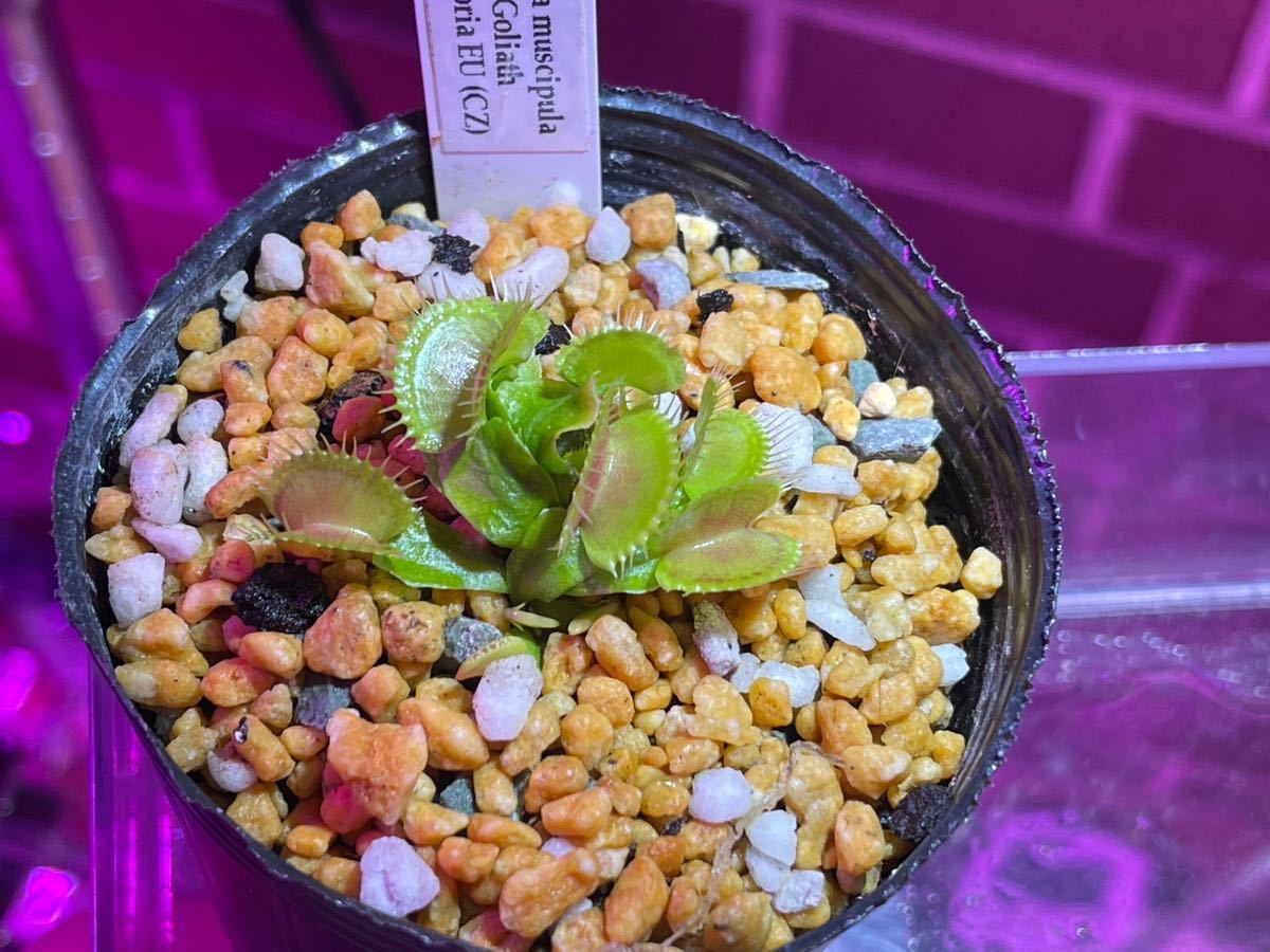 Dionaea muscipula GJ Goliath ディオネアマスシプラ ゴリアス ハエトリソウ ハエトリグサ 食虫植物 2.5号深_画像2