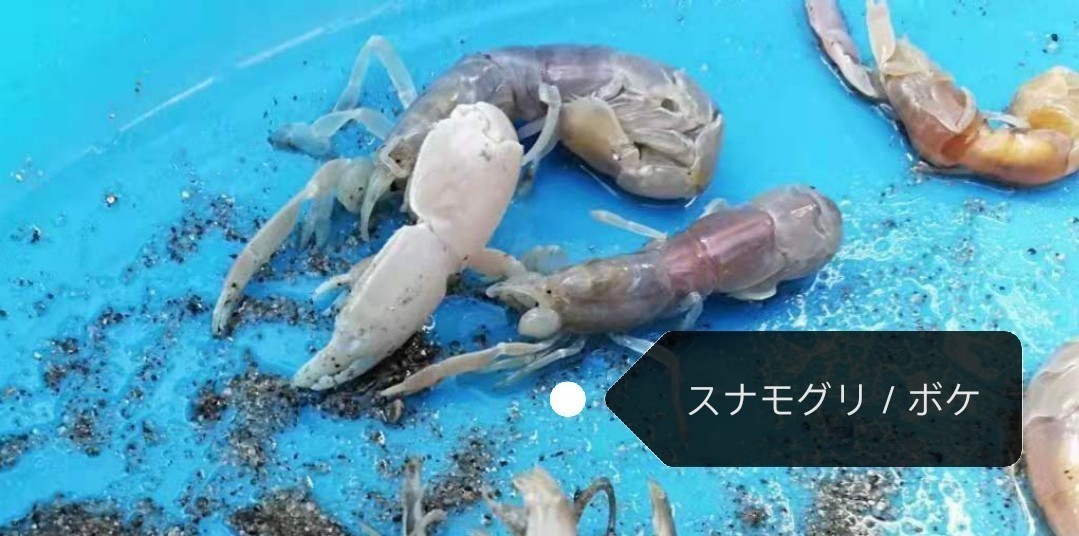 ヤビーポンプ 穴ジャコ カメジャコ スナモグリ 釣餌 潮干狩 うなぎ釣 黒鯛釣 チヌ  ２本セット パッキン10枚付きの画像3