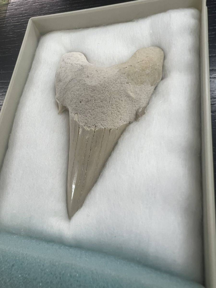 ■証明書付き サメの歯 化石 第三紀 約5000万年前 始新世 shark tooth 標本 ケース付属 モロッコ産_画像1