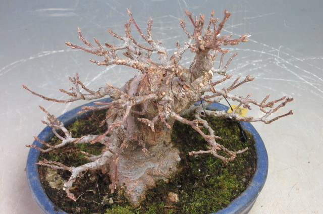  maple classical shohin bonsai 2206