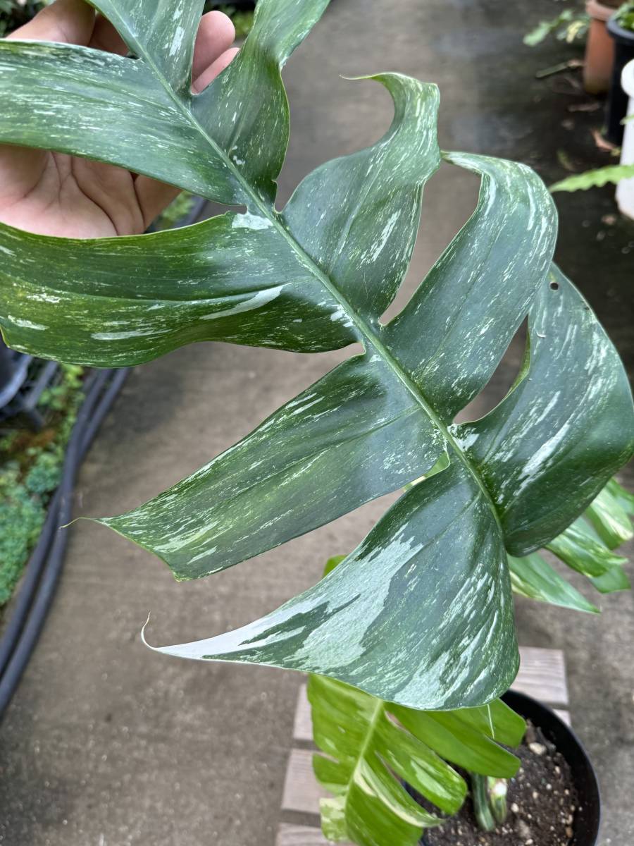 エピプレナム・ピナツム・白斑　★　Epipremnum Pinnatum White-Variegata_画像3