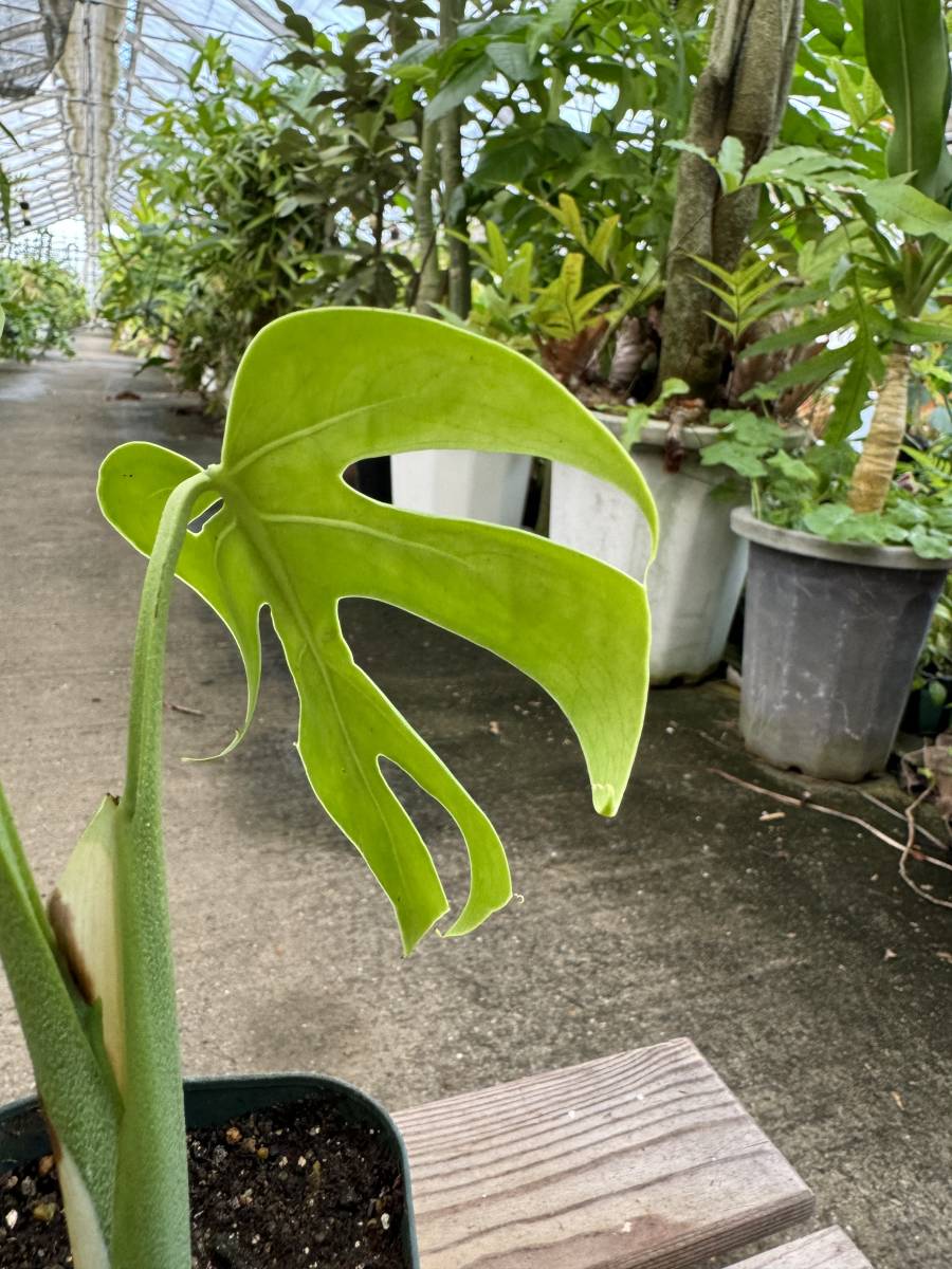 モンステラ・デリシオサ・マクロコズム　★　Monstera Deliciosa ' Macrocosm '_画像7