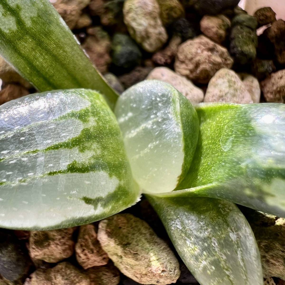 多肉植物 ハオルチア 日月潭実生未繁殖苗 5cm鉢令和2年種まき②_画像3