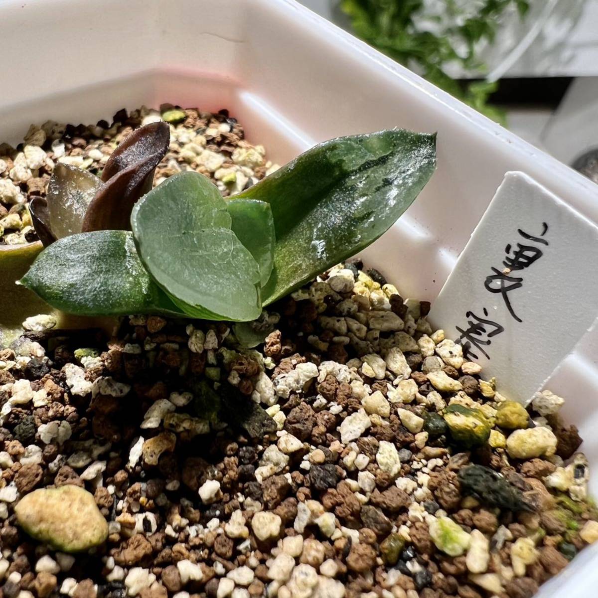 多肉植物 ハオルチア 裏般若実生 '玉玲瓏' 葉挿し2苗付け 7cm鉢 多肉植物 ハオルチア 裏般若実生 '玉玲瓏' 葉挿し2苗付け 7cm鉢