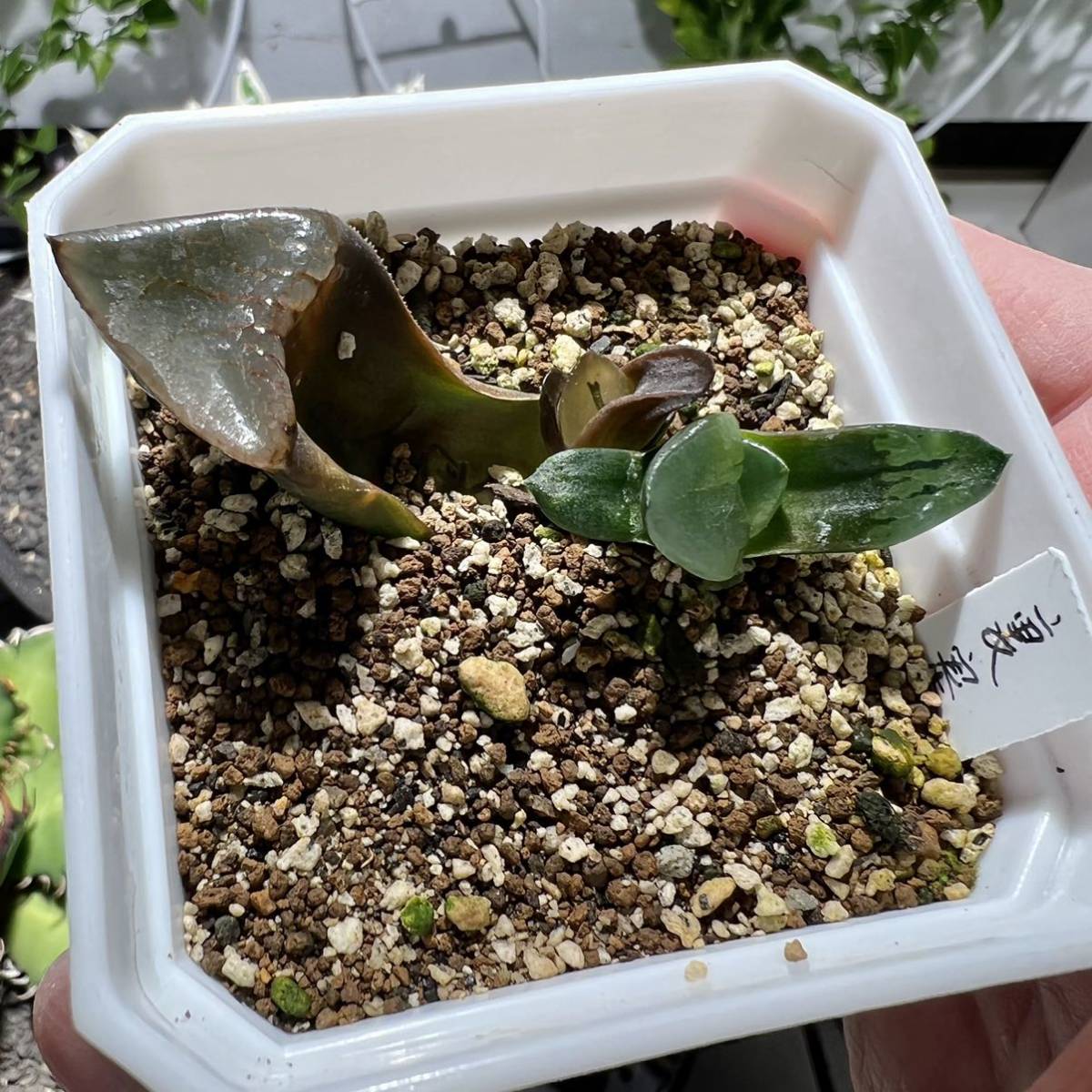 多肉植物 ハオルチア 裏般若実生 '玉玲瓏' 葉挿し2苗付け 7cm鉢 多肉植物 ハオルチア 裏般若実生 '玉玲瓏' 葉挿し2苗付け 7cm鉢