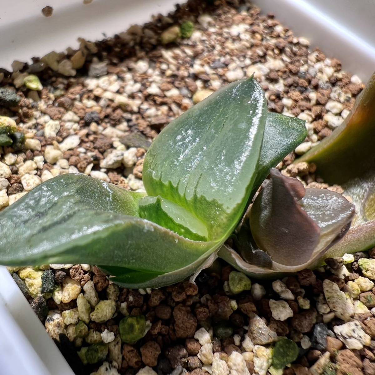 多肉植物 ハオルチア 裏般若実生 '玉玲瓏' 葉挿し2苗付け 7cm鉢 多肉植物 ハオルチア 裏般若実生 '玉玲瓏' 葉挿し2苗付け 7cm鉢