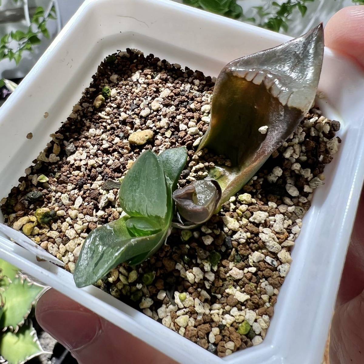 多肉植物 ハオルチア 裏般若実生 '玉玲瓏' 葉挿し2苗付け 7cm鉢 多肉植物 ハオルチア 裏般若実生 '玉玲瓏' 葉挿し2苗付け 7cm鉢