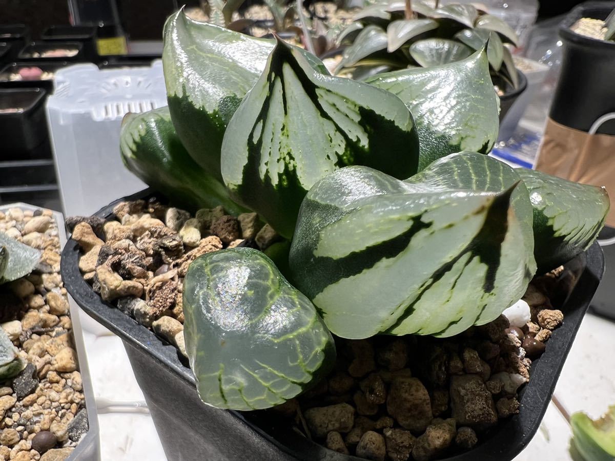 Yahoo!オークション - 多肉植物 ハオルチア 裏般若実生 '玉玲瓏 Yahoo!オークション - 多肉植物 ハオルチア 裏般若実生 '玉玲瓏
