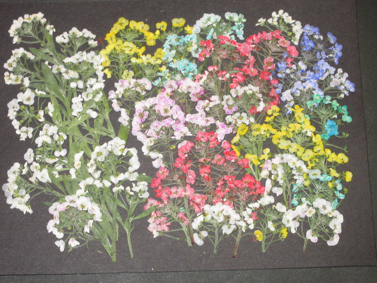  pressed flower material 4736 alyssum 