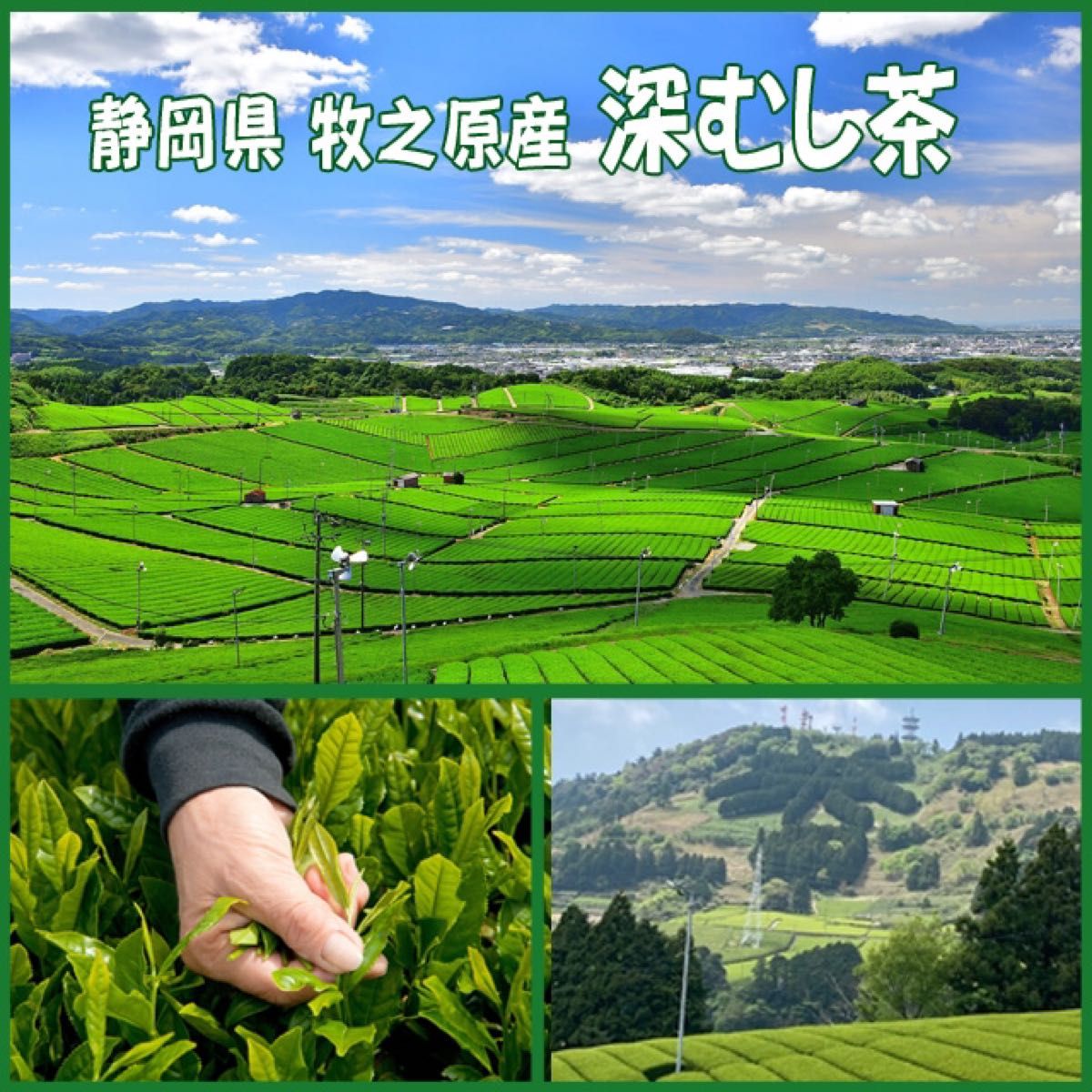 静岡茶 深むし茶３６０g×３個 送料無料 かのう茶店 お茶煎茶緑茶格安お買い得