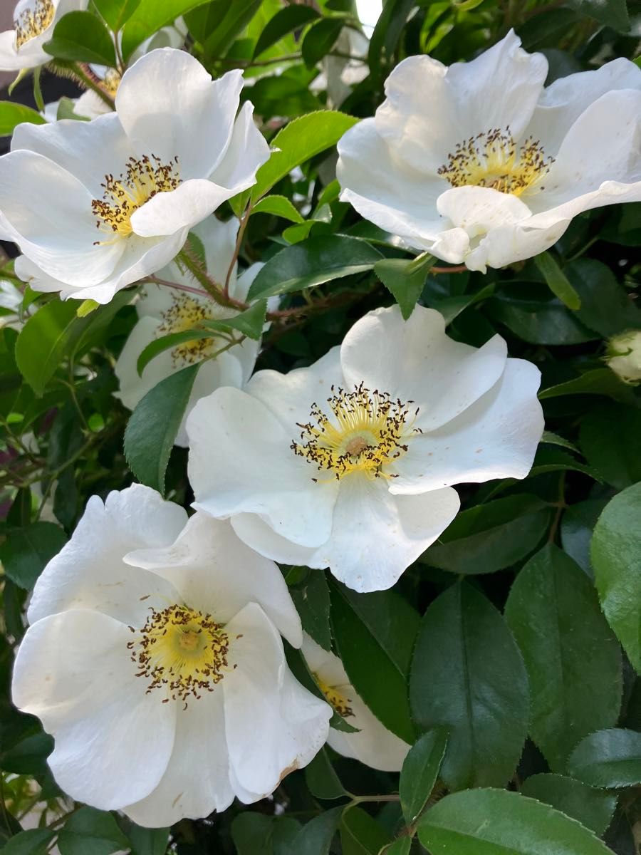 《ナニワイバラ》挿し木後成長苗☆純白☆一重の薔薇☆艶のある葉っぱ☆丈夫で育てやすい