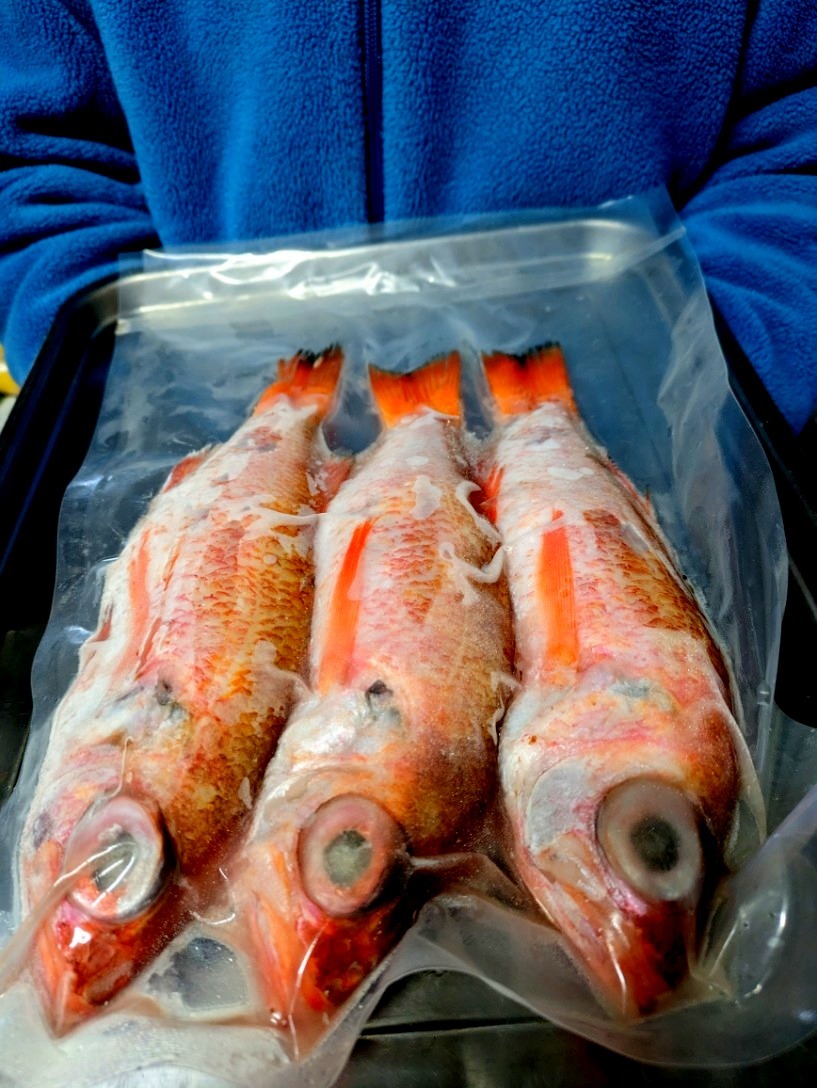 ★お家でご馳走・脂アリの極上のどぐろ3本。食べたい時に解凍して塩焼き、煮物、蒸し物でお召し上がれ！_画像1