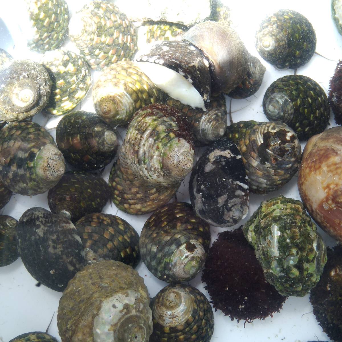 【海水貝】イシダタミガイ 30個 石畳貝 海水水槽 苔取り コケ取り お掃除貝 生体 水質浄化の画像9