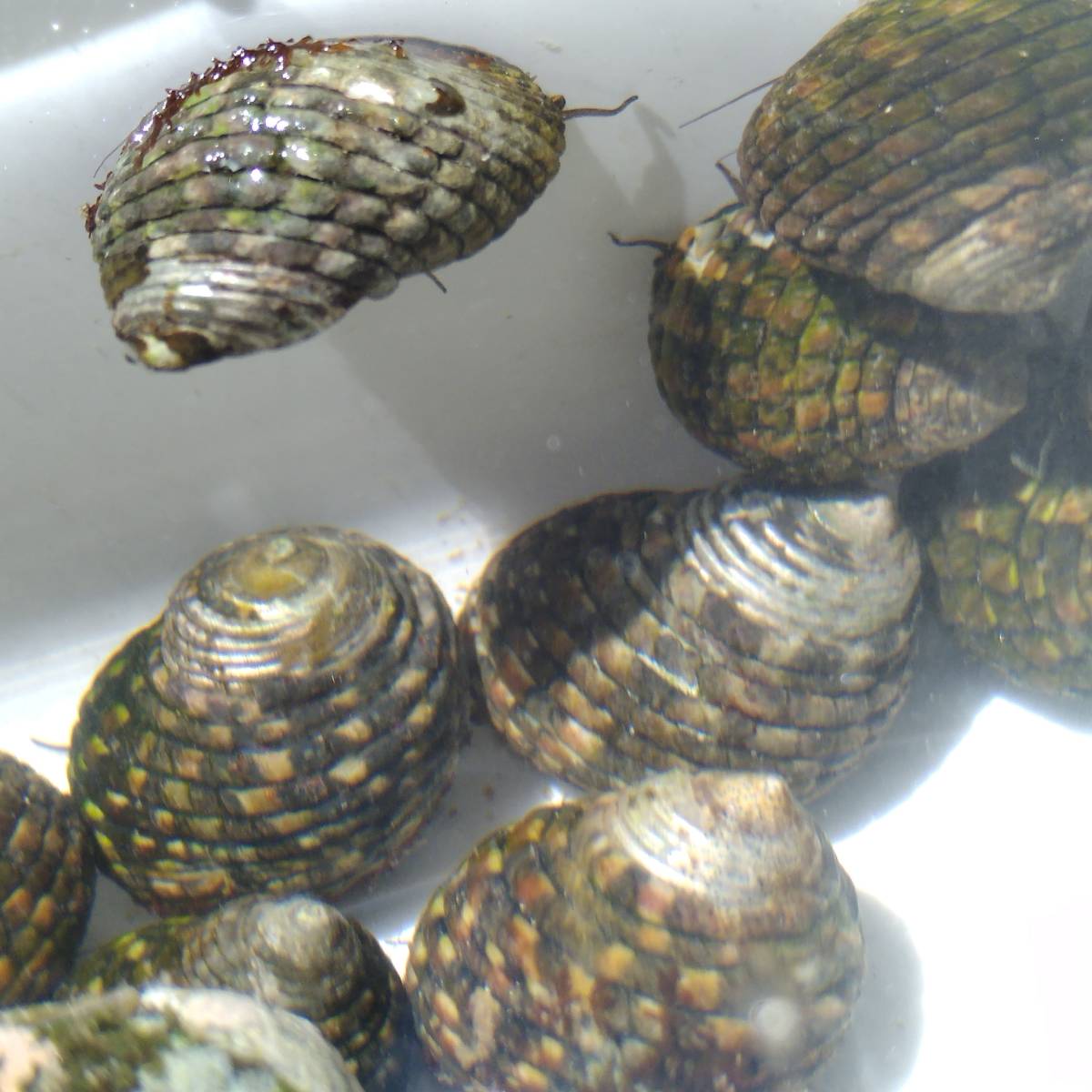【海水貝】イシダタミガイ 30個 石畳貝 海水水槽 苔取り コケ取り お掃除貝 生体 水質浄化の画像4