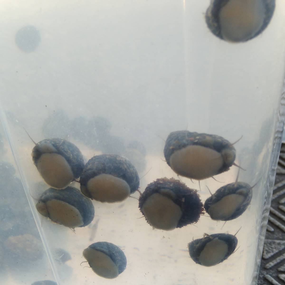 【海水貝】イシダタミガイ 30個 石畳貝 海水水槽 苔取り コケ取り お掃除貝 生体 水質浄化の画像10