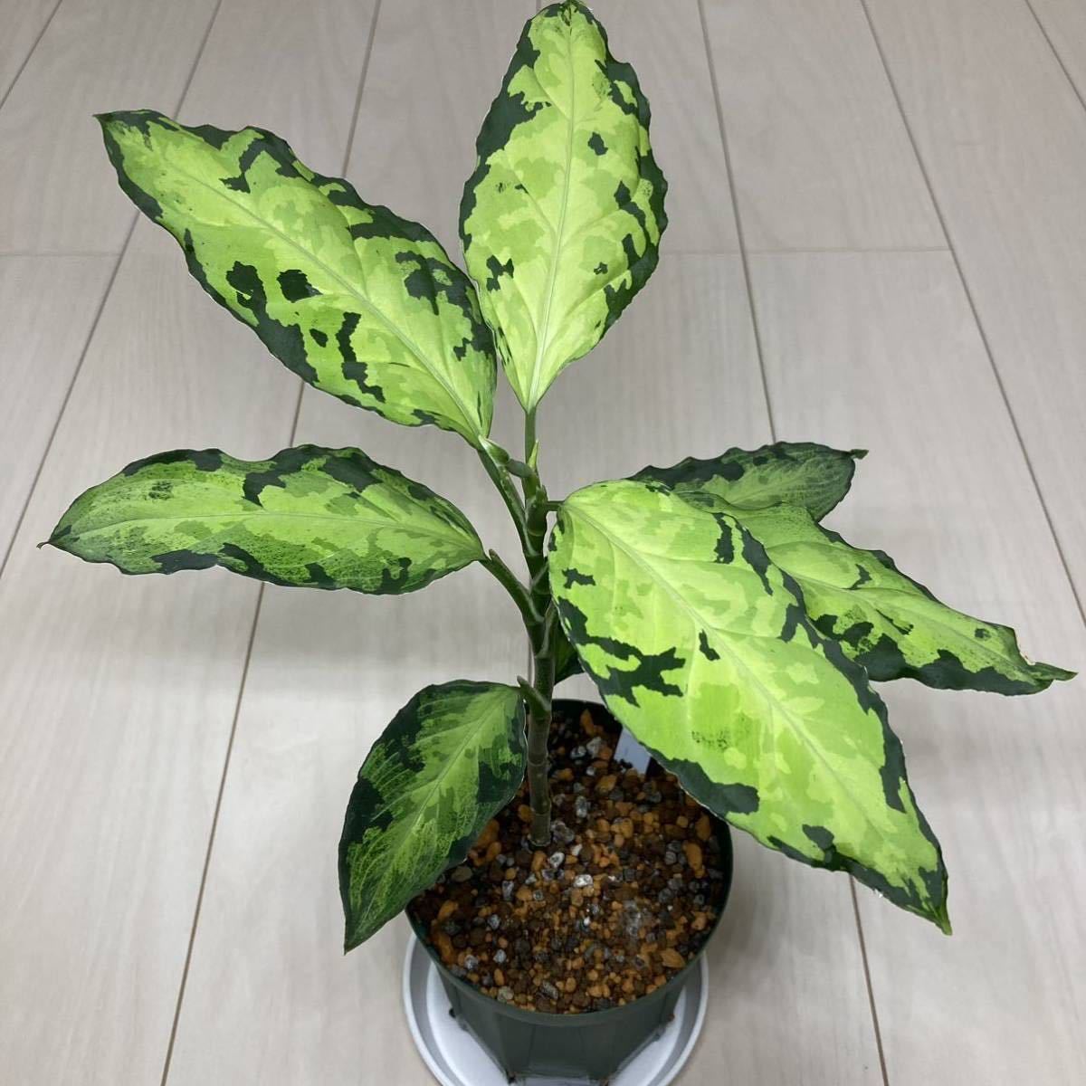 アグラオネマ ピクタム 閃光　Aglaonema Pictum “閃光” [BEGO-KM/M18-ZZ8/f1]_画像1