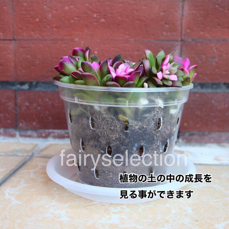  plant pot transparent planter LL size #170 1 piece gardening decorative plant . obi plant gardening .... monstera flower plant departure root observation 