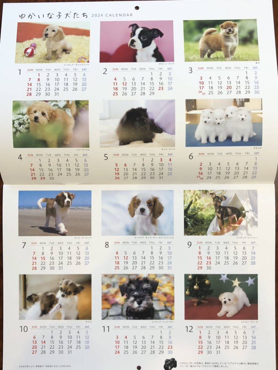 非売品◆ソニー生命◆ゆかいな子犬たち◆2024年カレンダー/令和6年◆清水朝子◆犬◆写真◆壁掛けカレンダー◆ソニーグループ_画像2
