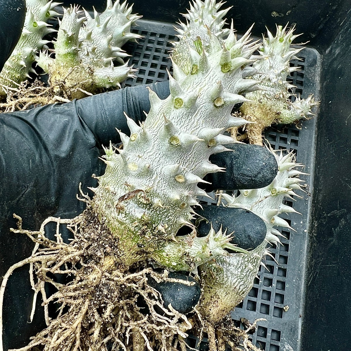 B3-10 塊根植物 多肉植物 パキポディウム　デンシカウレ　恵比寿大黒 実生 極上株 10株_画像7