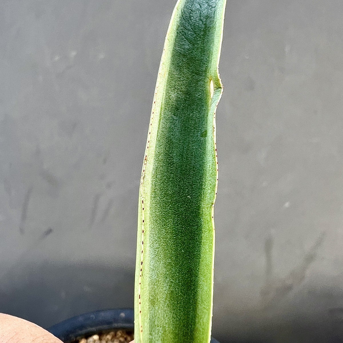 B46-16 新種 先発 agave ovatifolia killer watermelon 株を厳選 極上株_画像7