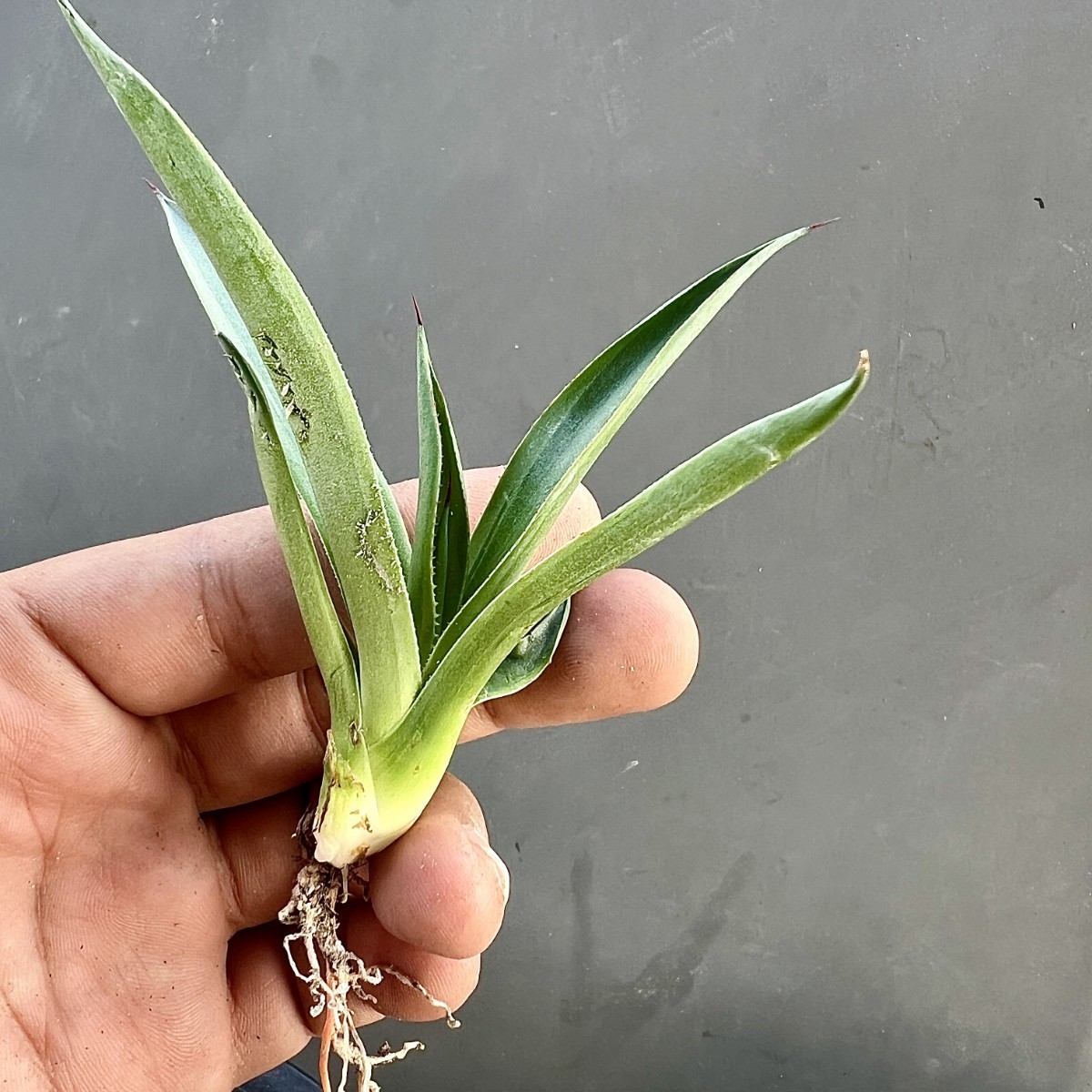 B47-16 新種 先発 agave ovatifolia killer watermelon 株を厳選 極上株_画像4