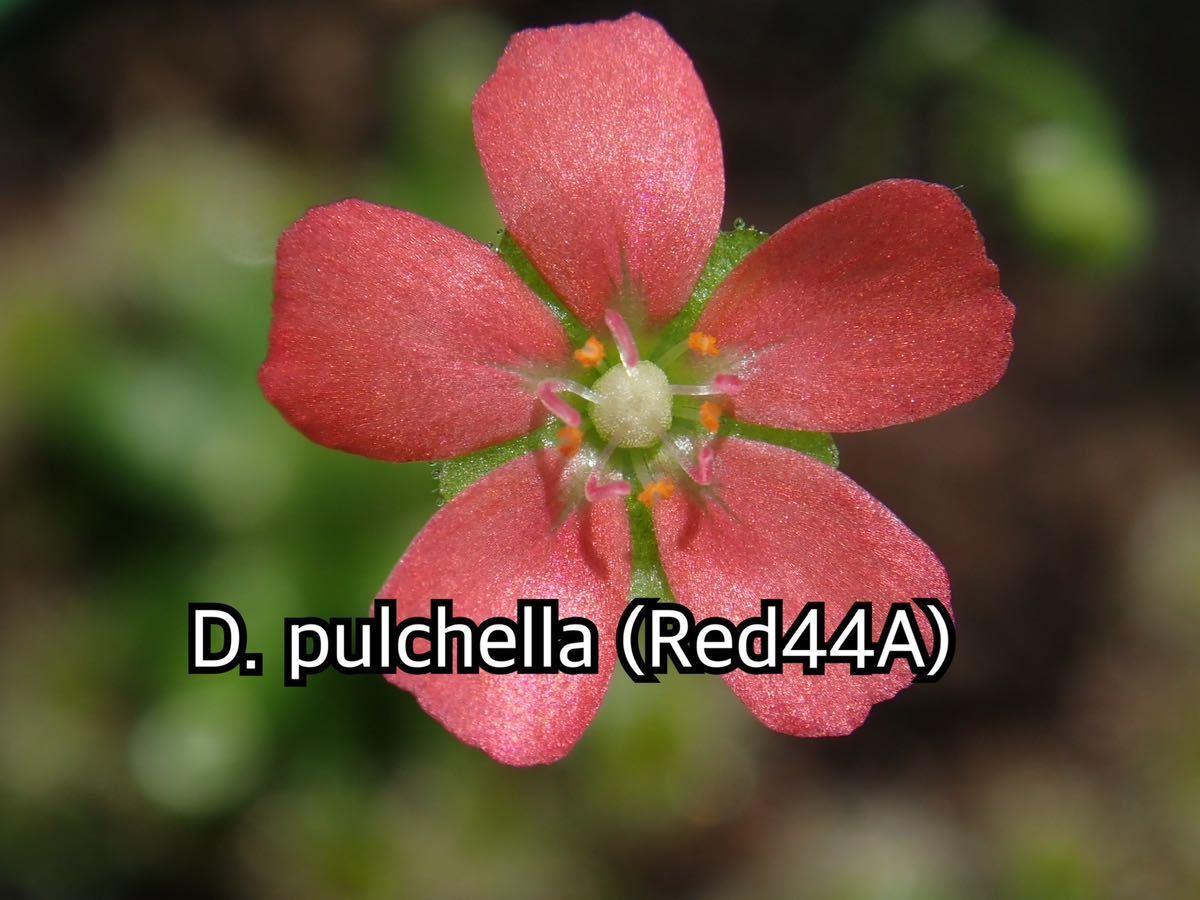 ■食虫植物/モウセンゴケ/ピグミードロセラ D.pulchella red 44A のムカゴ_画像1
